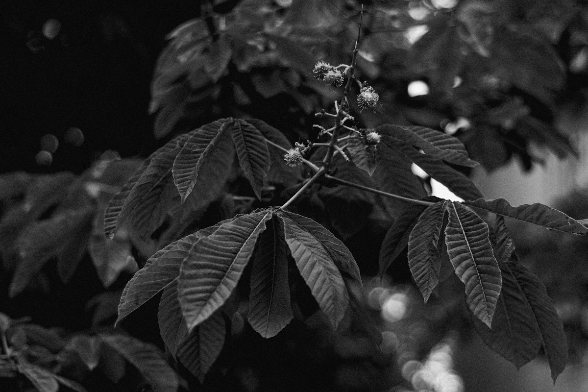 Árbol de Castaño de Indias