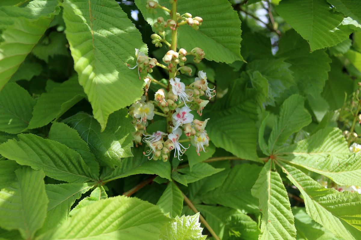 Mezcla herbal con Castaño de Indias y otras plantas